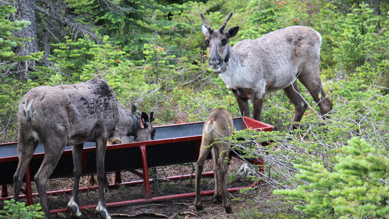 Working Together to Support the Recovery of the Threatened Klinse-Za Caribou Herd